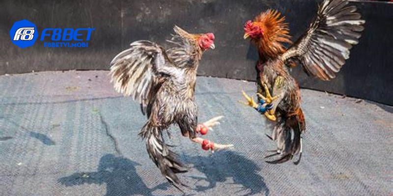 Chọn chiến thắng, thất bại, hoặc hòa để quyết định tất cả