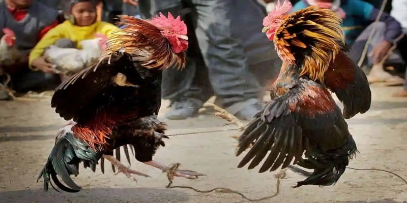 Những lưu ý khi tìm hiểu màu mạng gà chiến